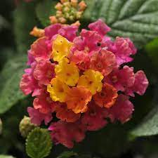 Lantana Lucky Series