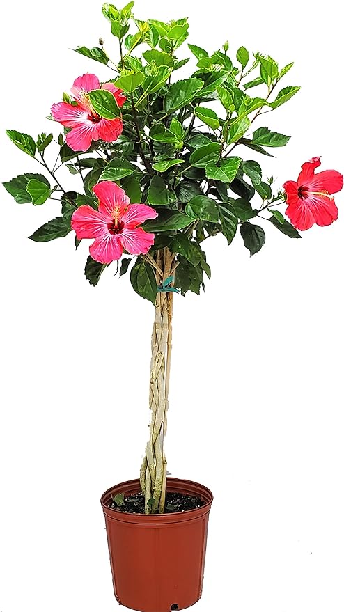 BRAIDED HIBISCUS TREE