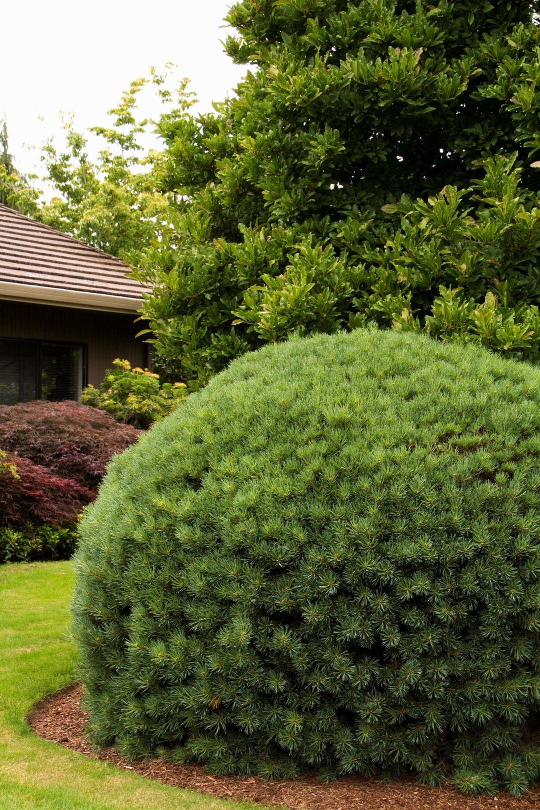 Dwarf Scotch Pine