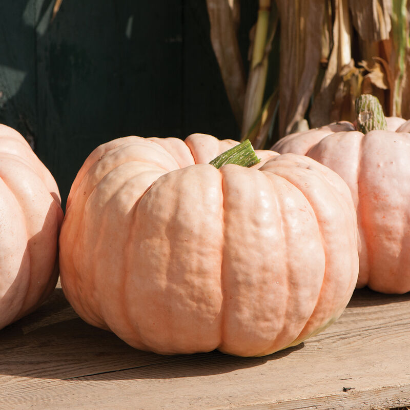 PORCELAIN DOLL PUMPKIN ~ HEIRLOOM