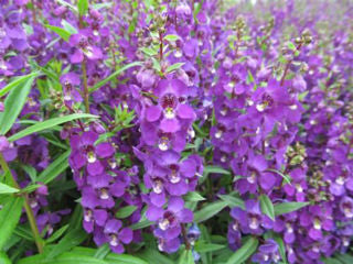 Angelonia Serenita