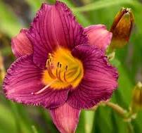 Day Lily Hemerocallis