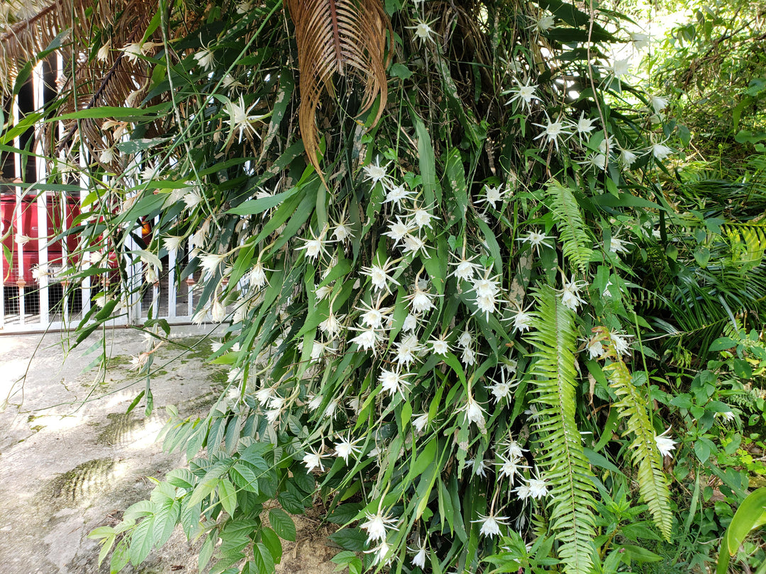 Epiphyllum Oxypetalum - Queen of the Night