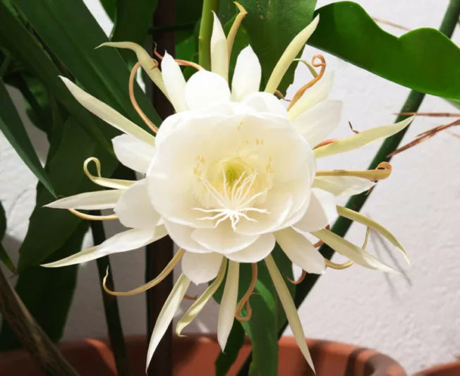 Epiphyllum Oxypetalum - Queen of the Night