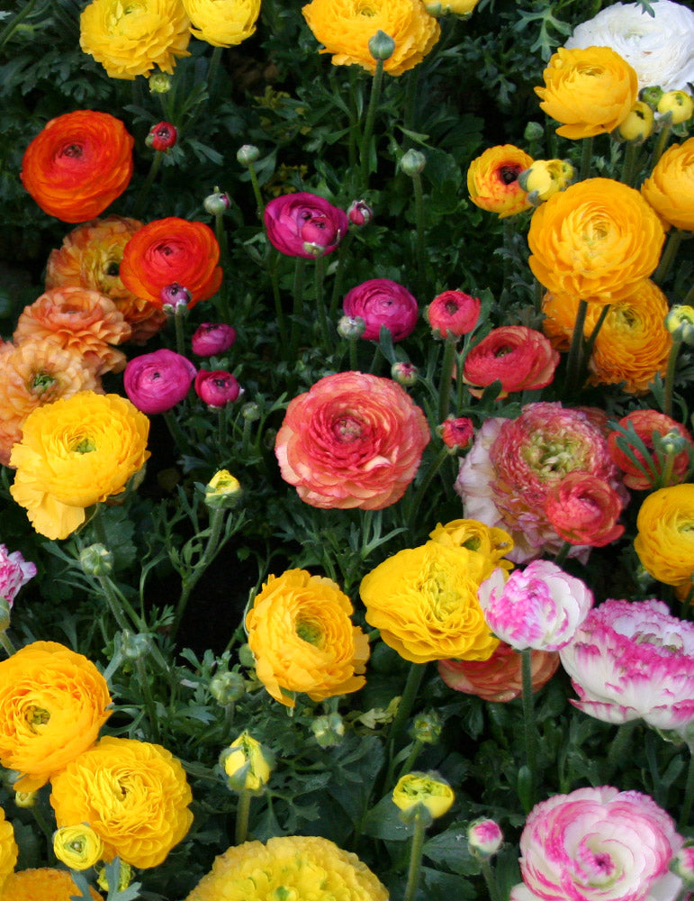 Ranunculus mix