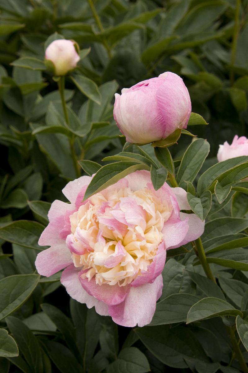 Raspberry Sundae Peony