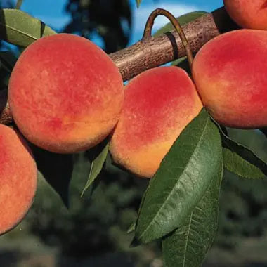 Peach 'Red Haven' Tree