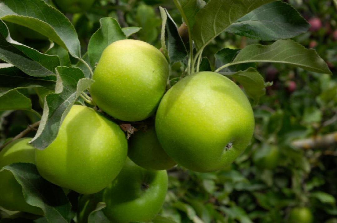 Malus domestica 'Granny Smith' Apple Espalier