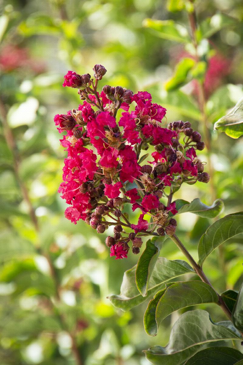 Arapaho Crepe Myrtle