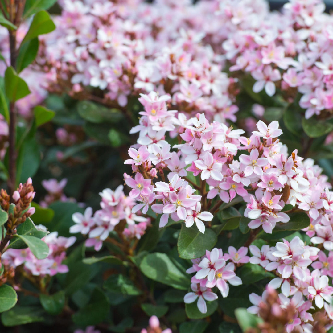 Snow Pink Indian Hawthorne Rhap indica