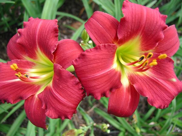 Day Lily Hemerocallis