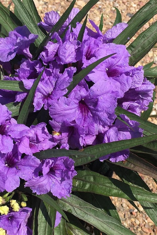 Dwarf Mexican Petunia