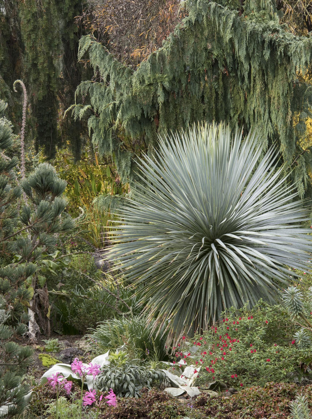 Yucca Rostrata