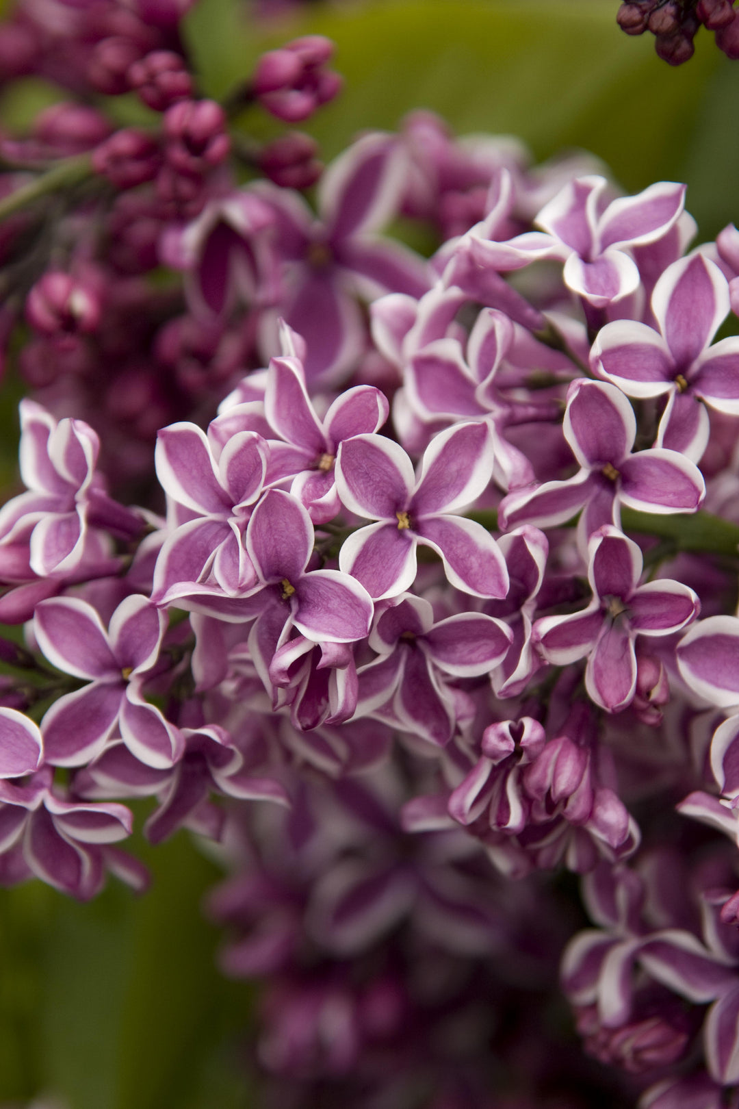 Lilac Syringa