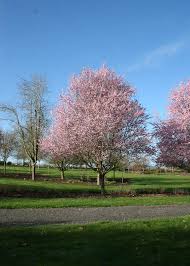 Purple Leaf Plum Tree