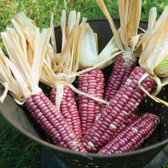 INDIAN STRAWBERRY CORN