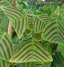 Christia Obcordata Swallowtail Plant