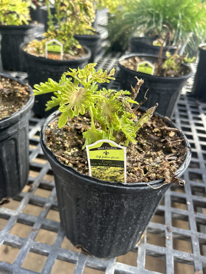 Coleus UNDER THE SEA