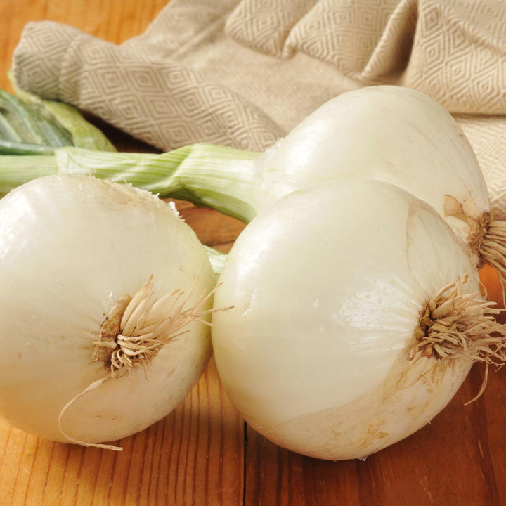 White Onion Bulb