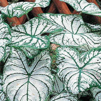 Caladiums Fancy Leaf