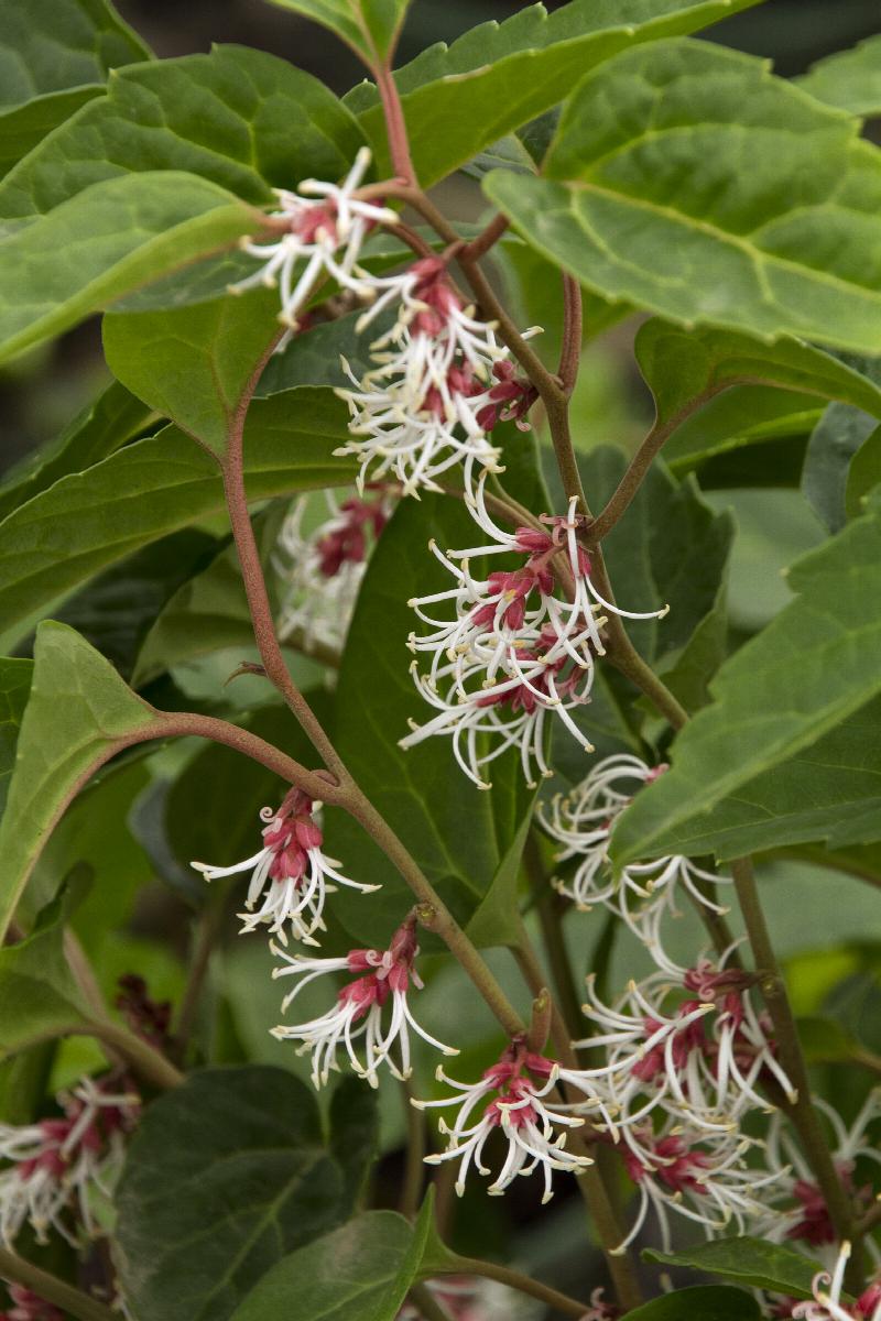 Windcliff Fragrant Pachysandra