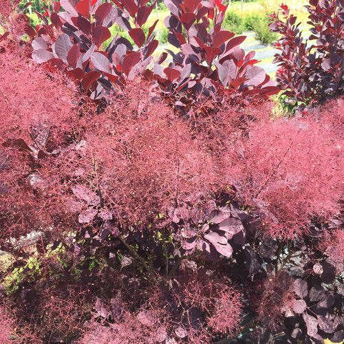 Cotinus 'Winecraft Black'