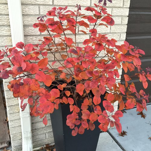 Cotinus 'Winecraft Black'