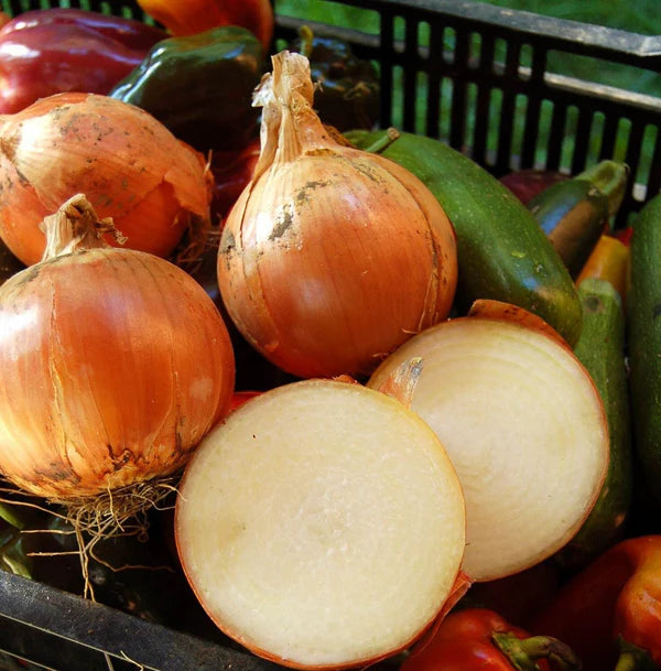 Yellow Super Sweet Onion Bulb